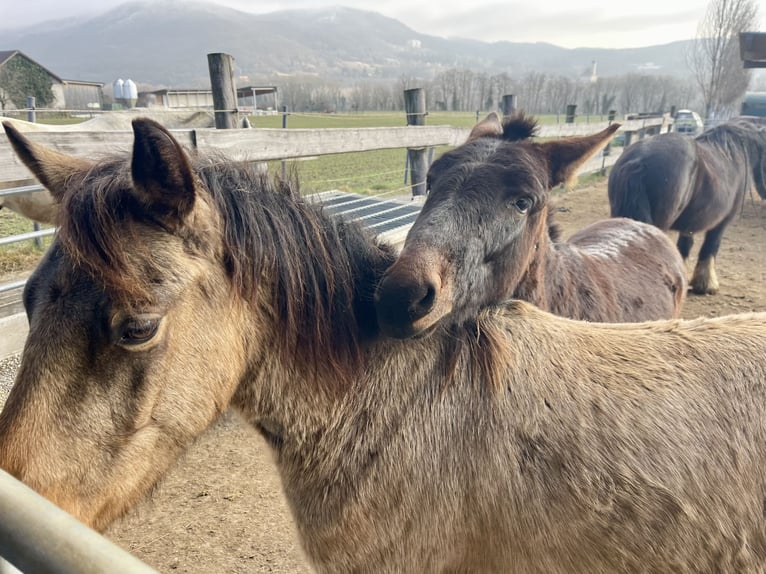More ponies/small horses Gelding 5 years 12,2 hh Buckskin in Emmersdorf an der Donau