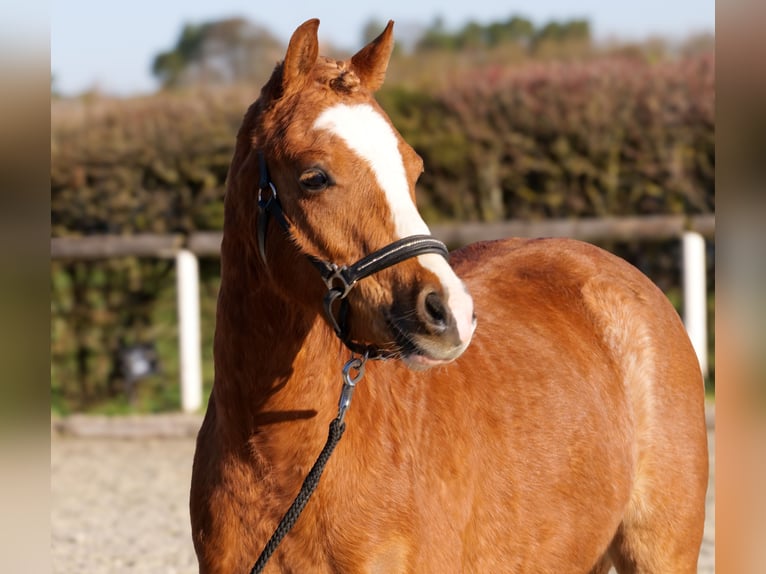 More ponies/small horses Gelding 5 years 12,2 hh Chestnut-Red in Neustadt (Wied)