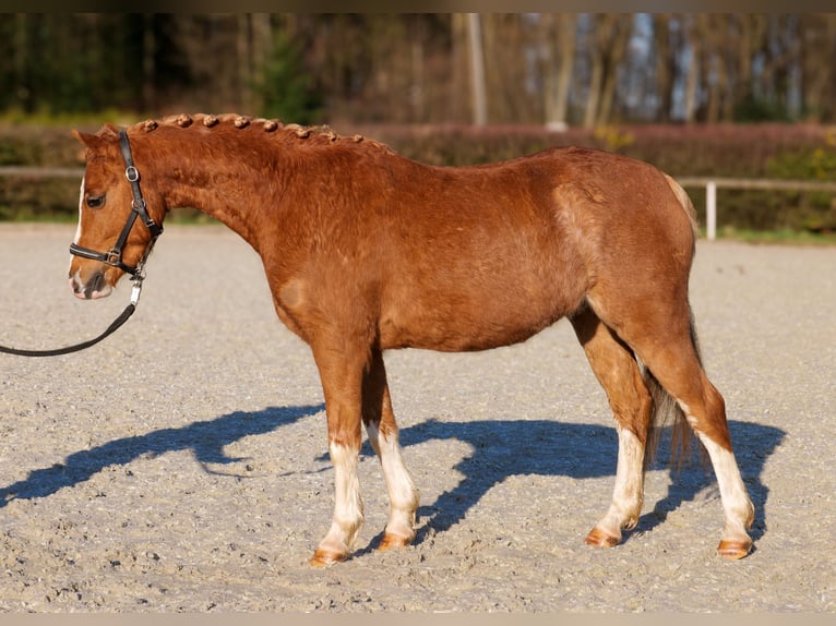 More ponies/small horses Gelding 5 years 12,2 hh Chestnut-Red in Neustadt (Wied)