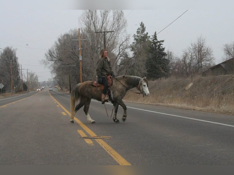 More ponies/small horses Gelding 5 years 12,2 hh Grey in Fort Collins