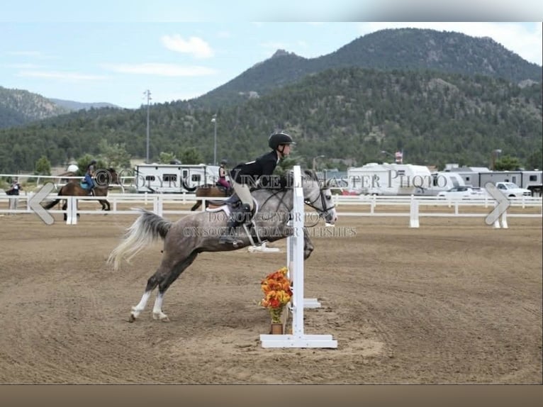 More ponies/small horses Gelding 5 years 12,2 hh Grey in Fort Collins