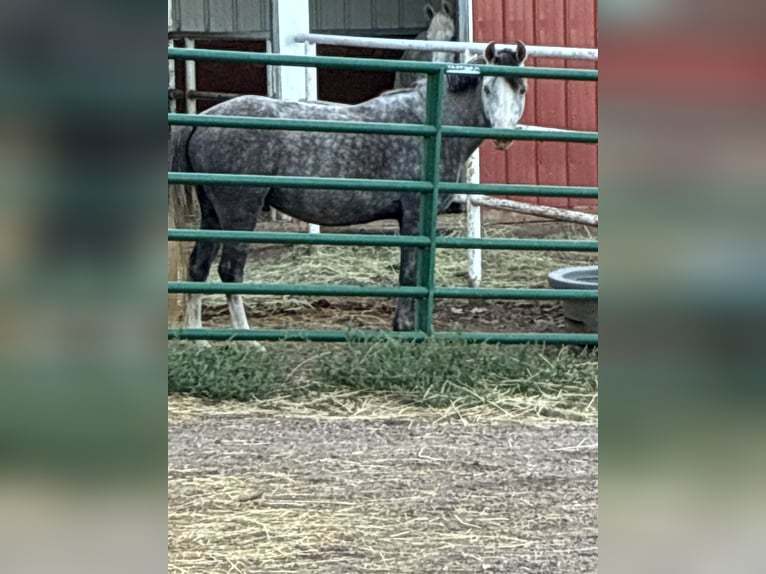 More ponies/small horses Gelding 5 years 12,2 hh Grey in Fort Collins