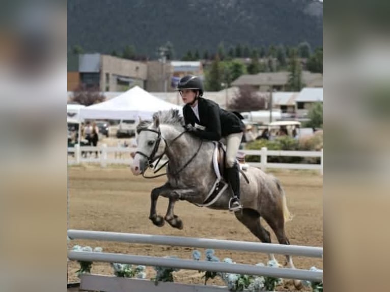 More ponies/small horses Gelding 5 years 12,2 hh Grey in Fort Collins
