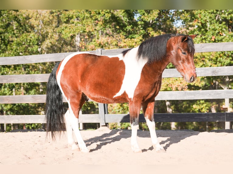 More ponies/small horses Gelding 5 years 12,2 hh Pinto in Clover