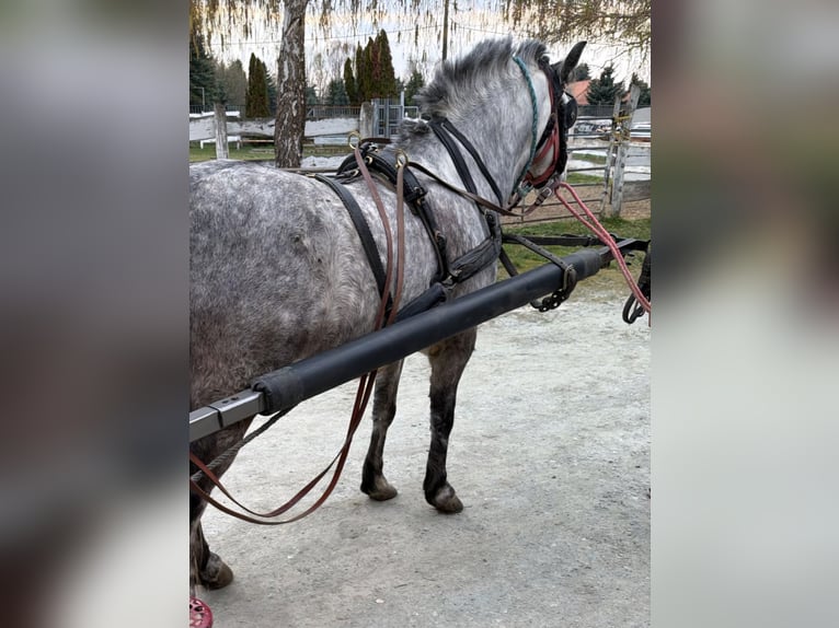 More ponies/small horses Gelding 5 years 12,3 hh Grey-Dapple in Rechnitz