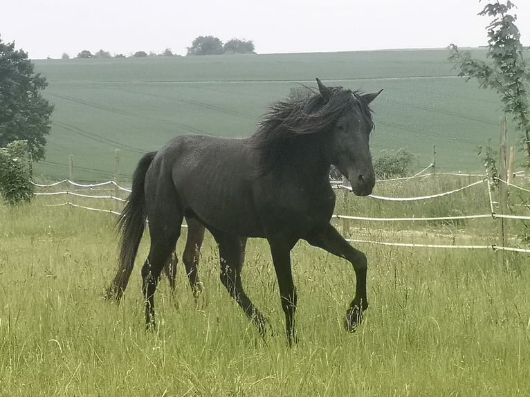 More ponies/small horses Gelding 5 years 13.3 hh Black in Pohlheim