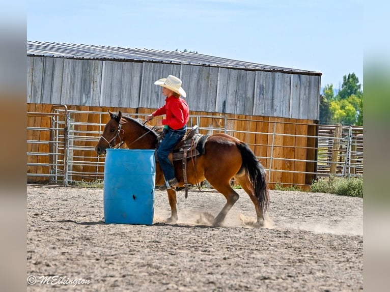 More ponies/small horses Gelding 5 years 13,1 hh Bay in Rigby