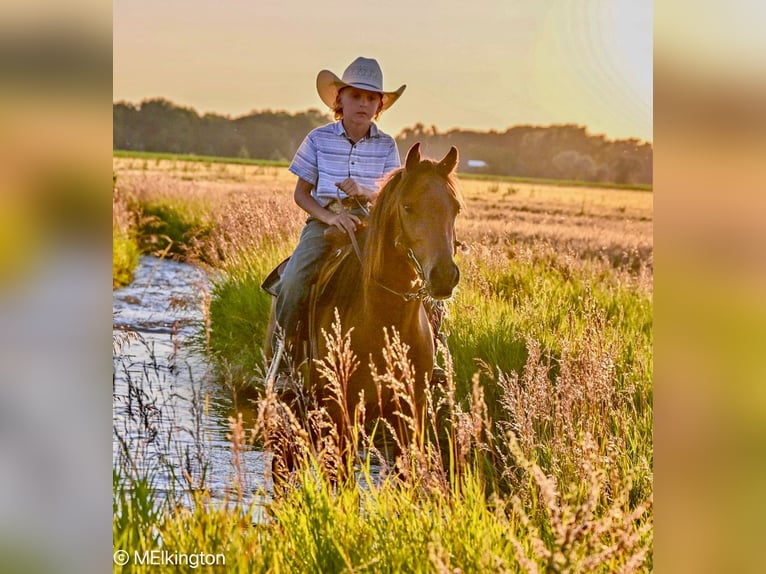 More ponies/small horses Gelding 5 years 13,1 hh Bay in Rigby