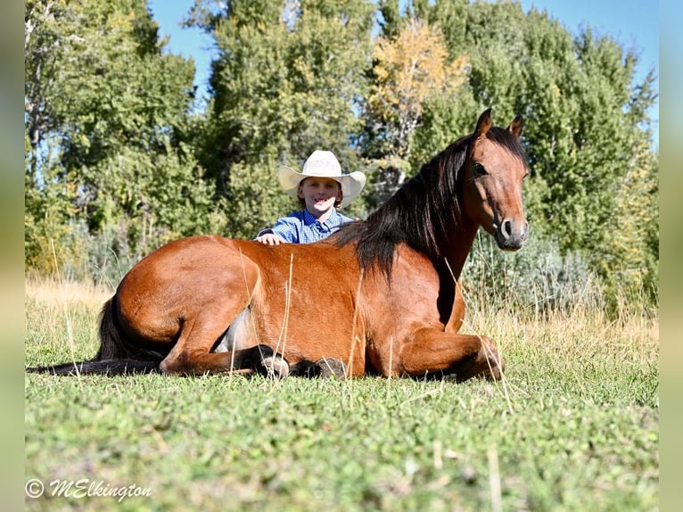 More ponies/small horses Gelding 5 years 13,1 hh Bay in Rigby
