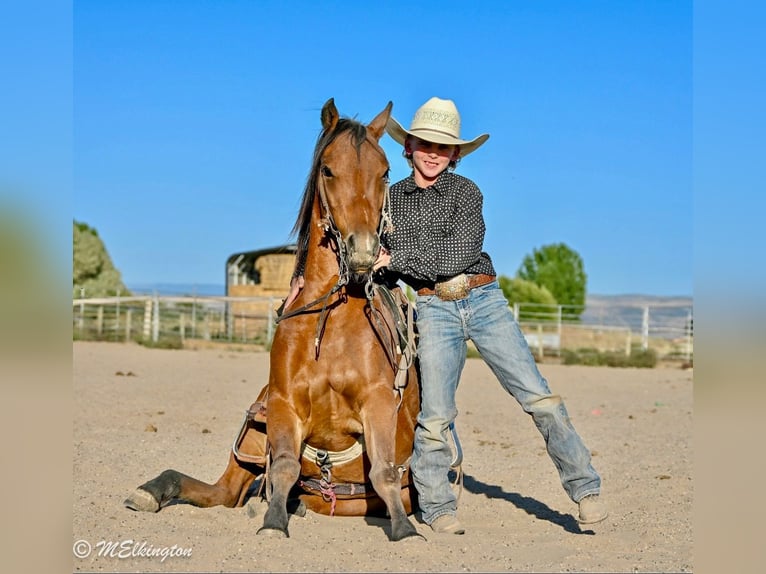 More ponies/small horses Gelding 5 years 13,1 hh Bay in Rigby