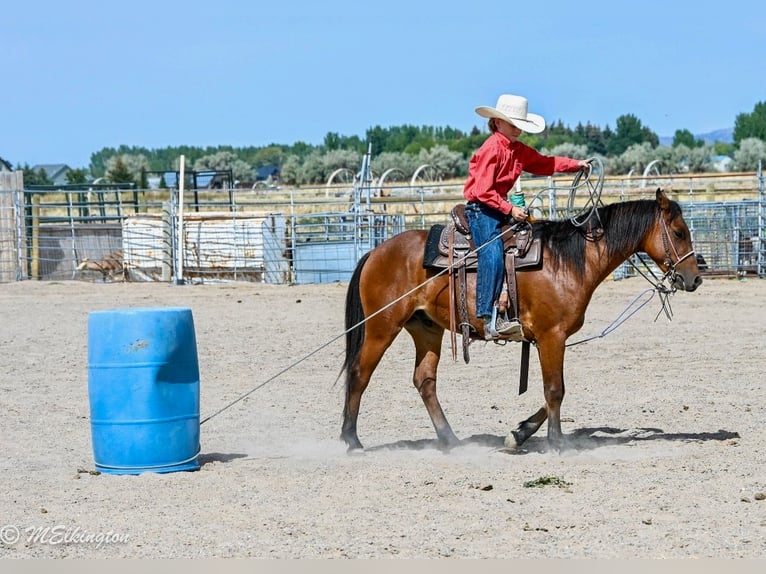 More ponies/small horses Gelding 5 years 13,1 hh Bay in Rigby