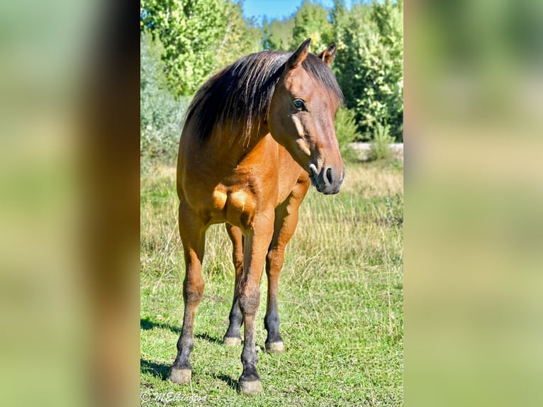 More ponies/small horses Gelding 5 years 13,1 hh Bay in Rigby