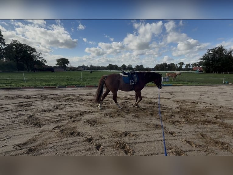 More ponies/small horses Gelding 5 years 13,1 hh Chestnut-Red in Merzen
