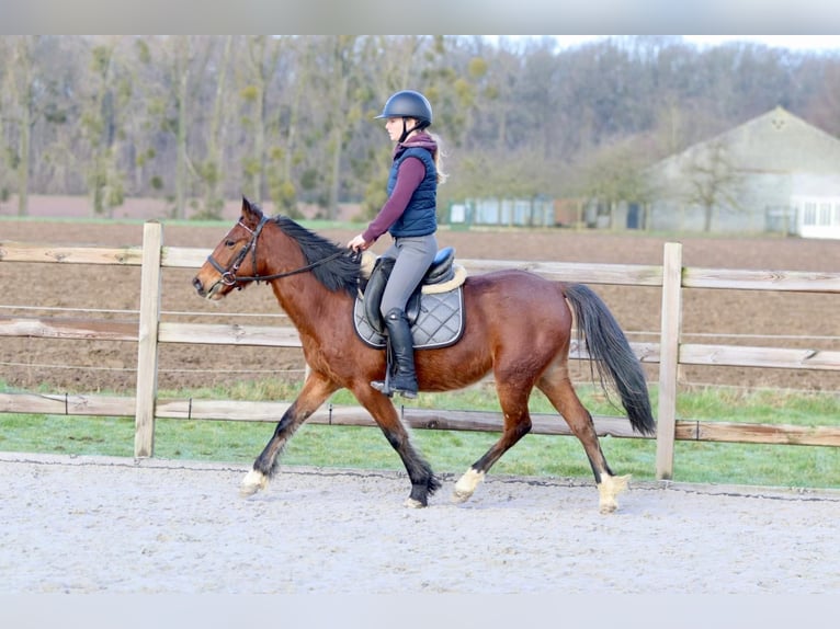 More ponies/small horses Gelding 5 years 13,2 hh Brown in Pepingen