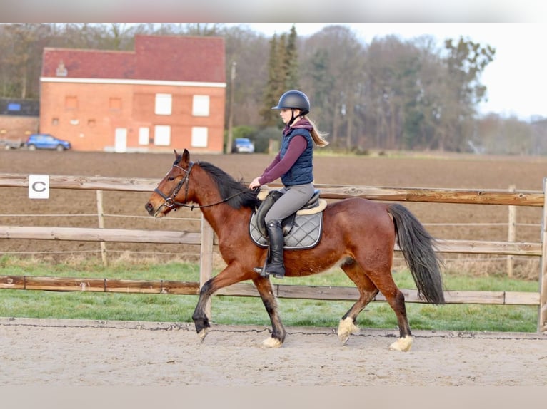 More ponies/small horses Gelding 5 years 13,2 hh Brown in Pepingen