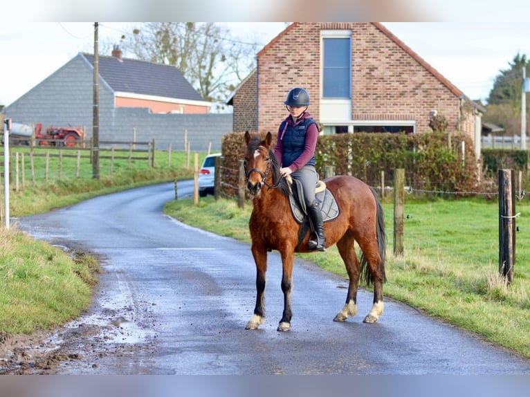 More ponies/small horses Gelding 5 years 13,2 hh Brown in Pepingen