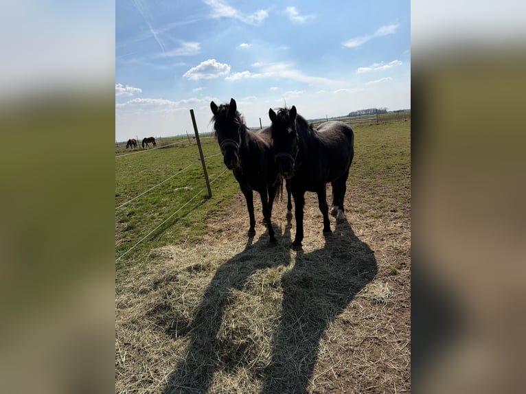More ponies/small horses Gelding 5 years 13,3 hh Black in Ingolstadt