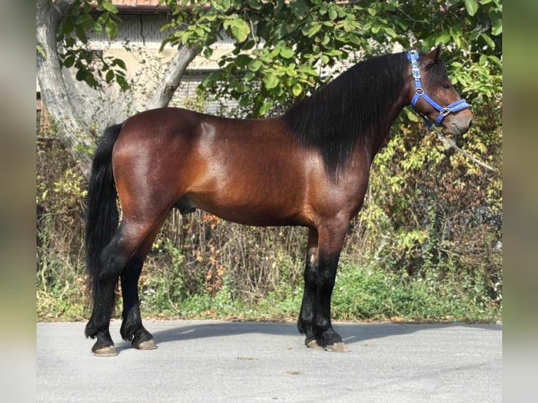 More ponies/small horses Gelding 5 years 13,3 hh Brown in B&#xE9;k&#xE9;s