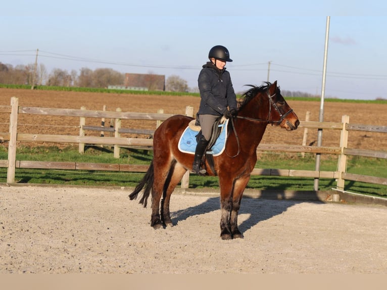 More ponies/small horses Gelding 5 years 13,3 hh Brown in Pepingen