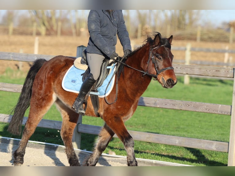 More ponies/small horses Gelding 5 years 13,3 hh Brown in Pepingen
