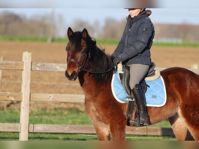 More ponies/small horses Gelding 5 years 13,3 hh Brown in Pepingen