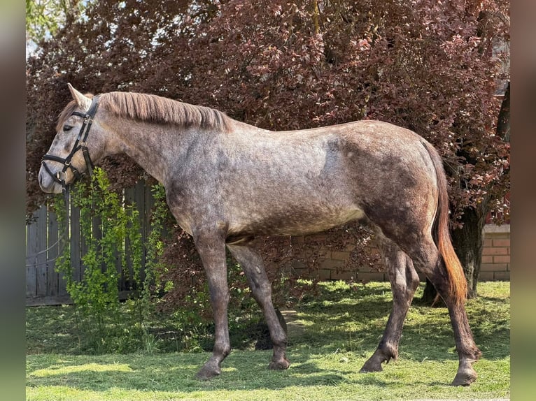 More ponies/small horses Gelding 5 years 14.1 hh  in Békéscsaba
