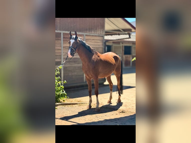 More ponies/small horses Gelding 5 years 14.2 hh Brown in Bexbach