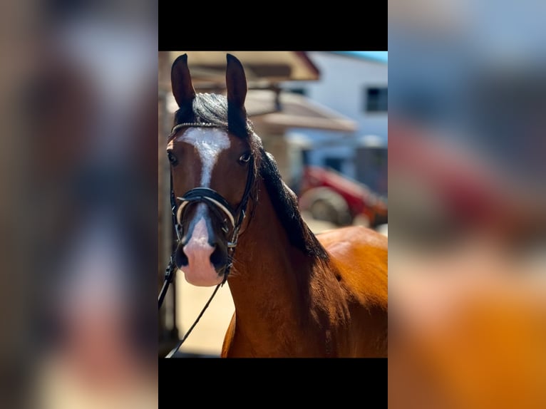 More ponies/small horses Gelding 5 years 14.2 hh Brown in Bexbach