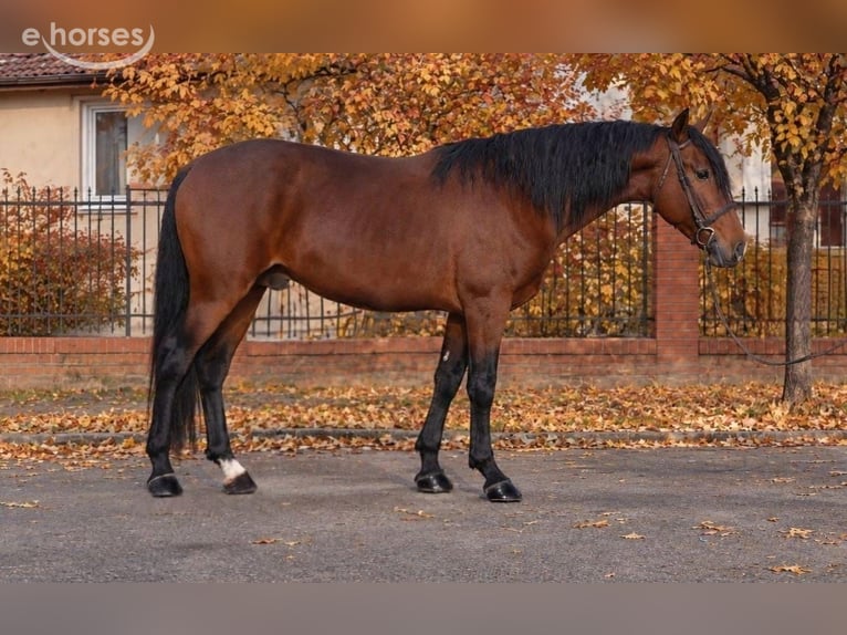 More ponies/small horses Gelding 5 years 14.2 hh Brown in Békéscsaba