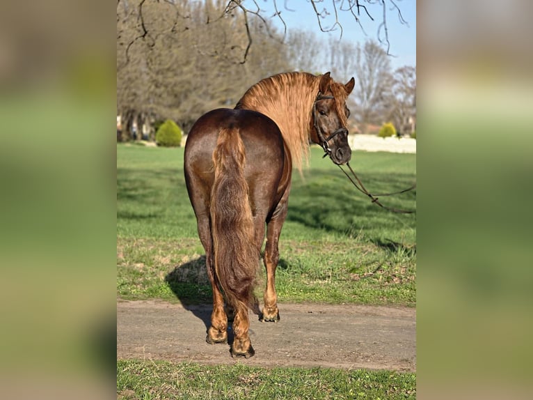 More ponies/small horses Gelding 5 years 14.2 hh Brown in Békéscsaba