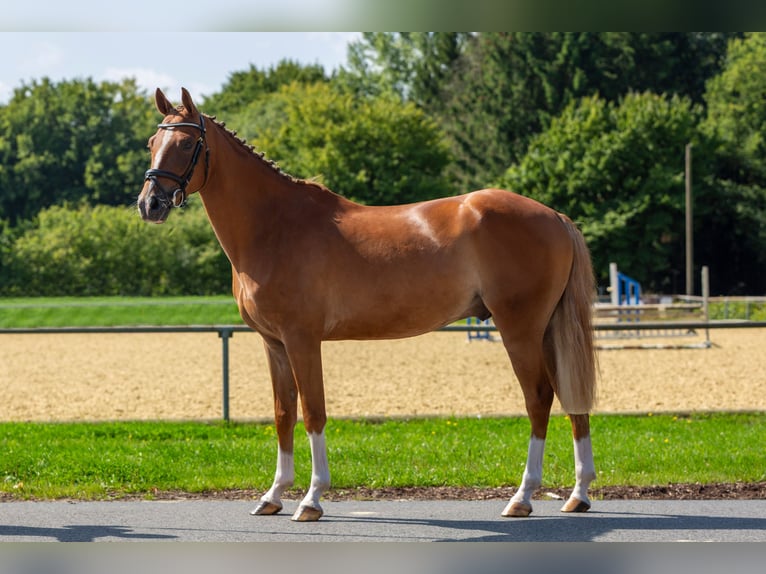 More ponies/small horses Gelding 5 years 14.2 hh Chestnut-Red in Bad Bentheim