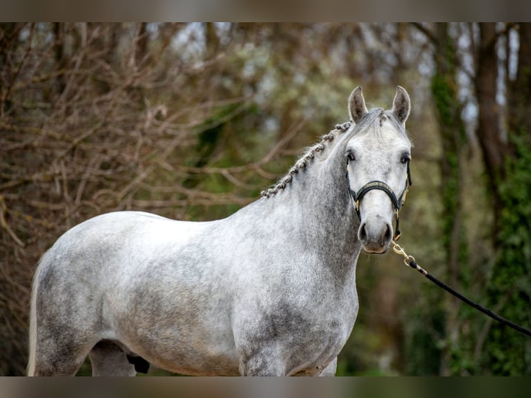 More ponies/small horses Gelding 5 years 14.2 hh Grey-Dapple in Békéscsaba