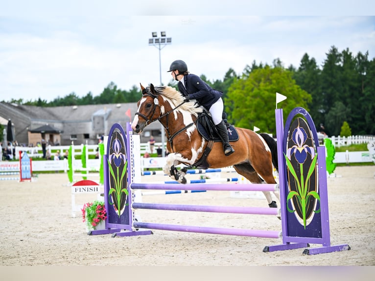 More ponies/small horses Mix Gelding 5 years 14.2 hh Leopard-Piebald in Gietrzwałd