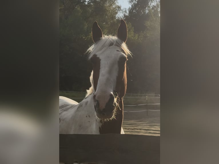 More ponies/small horses Mix Gelding 5 years 14.2 hh Pinto in Netphen