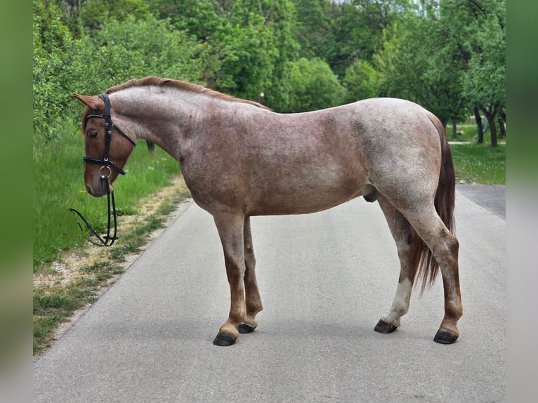 More ponies/small horses Gelding 5 years 14.2 hh Roan-Red in Neu Gaarz