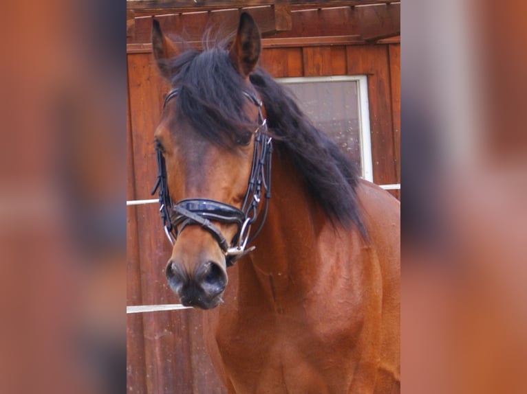 More ponies/small horses Gelding 5 years 14.3 hh Brown in Velpke