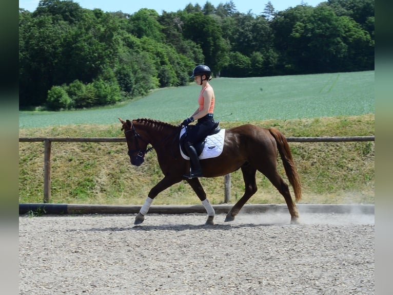 More ponies/small horses Gelding 5 years 14.3 hh Chestnut-Red in Wellheim