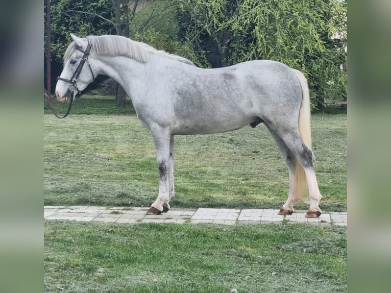 More ponies/small horses Gelding 5 years 14 hh Grey in Békéscsaba