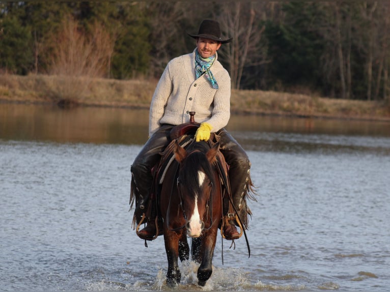 More ponies/small horses Gelding 5 years 14 hh Pinto in Baxter Springs