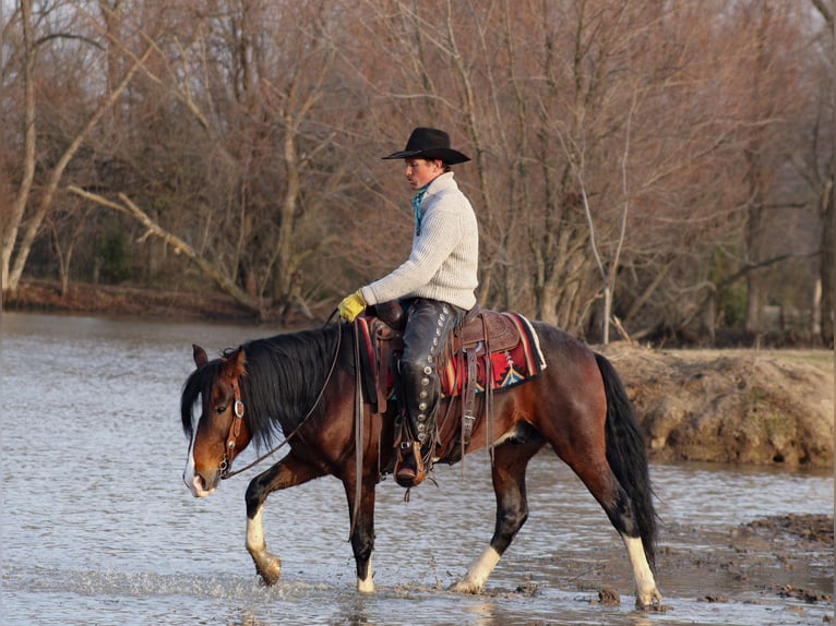 More ponies/small horses Gelding 5 years 14 hh Pinto in Baxter Springs