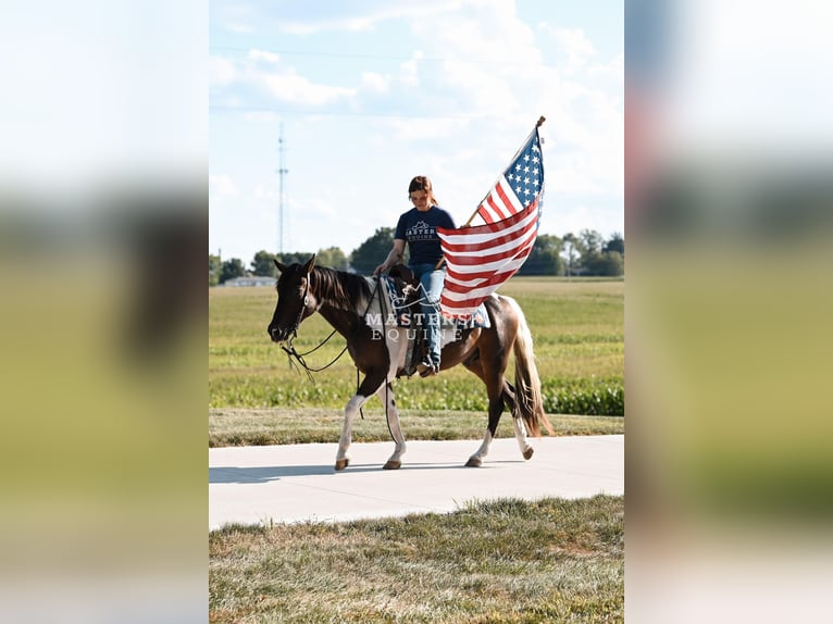 More ponies/small horses Mix Gelding 5 years 14 hh Pinto in Orrville