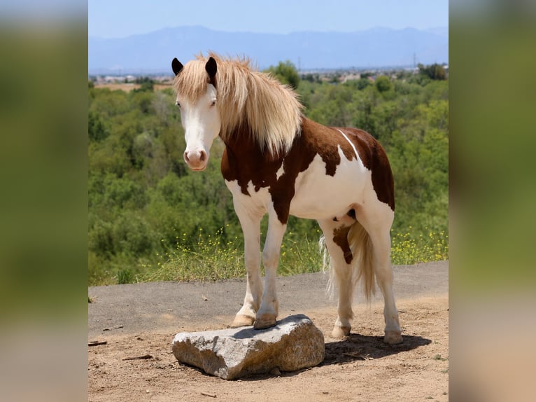 More ponies/small horses Gelding 5 years 14 hh Pinto in Norco