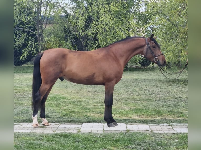 More ponies/small horses Gelding 5 years 14,1 hh Brown in Békéscsaba