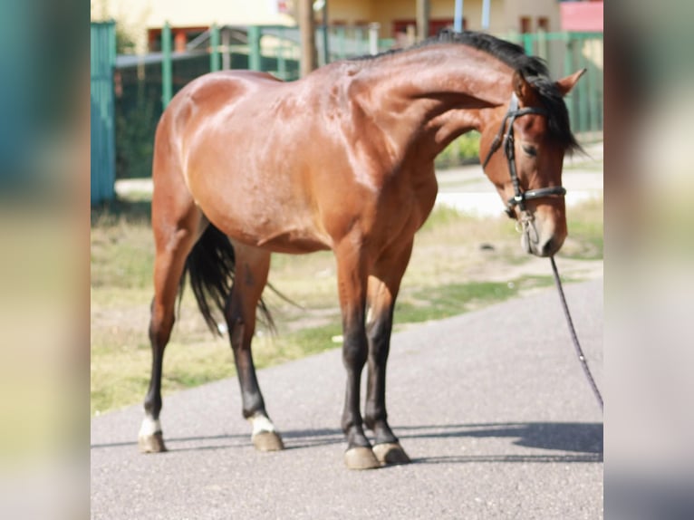 More ponies/small horses Gelding 5 years 14,1 hh Brown in &#xD6;cs&#xF6;d