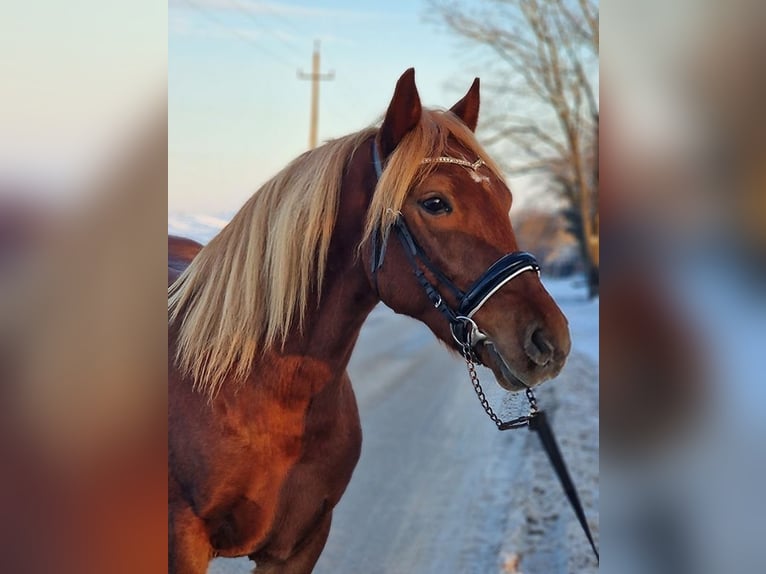 More ponies/small horses Gelding 5 years 14,1 hh Chestnut-Red in Békéscsaba