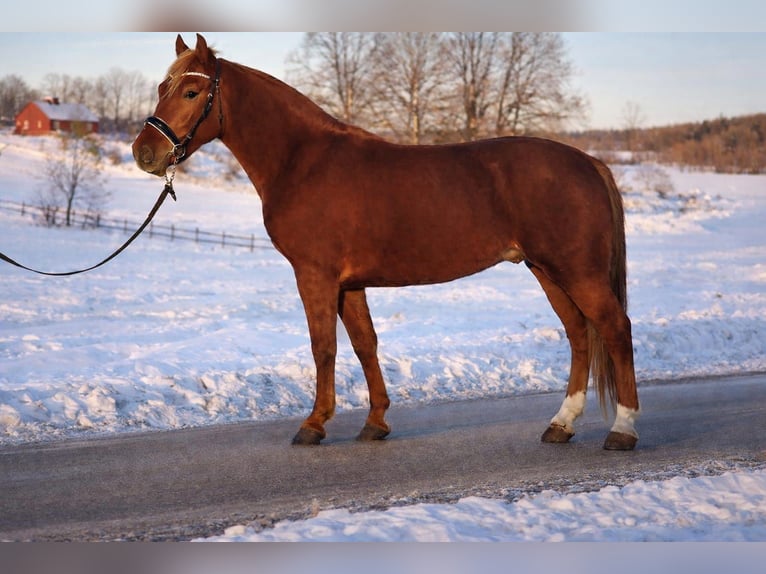 More ponies/small horses Gelding 5 years 14,1 hh Chestnut-Red in Békéscsaba