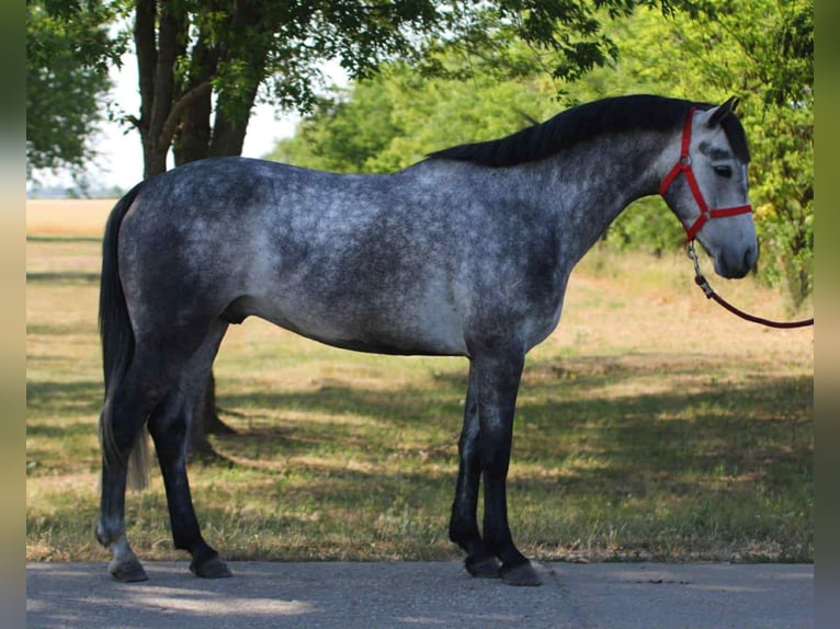 More ponies/small horses Gelding 5 years 14,1 hh Gray in Wien, Innere Stadt