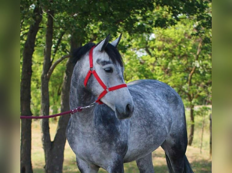 More ponies/small horses Gelding 5 years 14,1 hh Gray in Wien, Innere Stadt