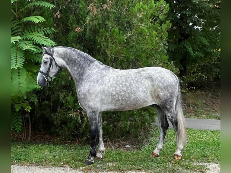 More ponies/small horses Gelding 5 years 14,1 hh Grey in Csabaszabadi