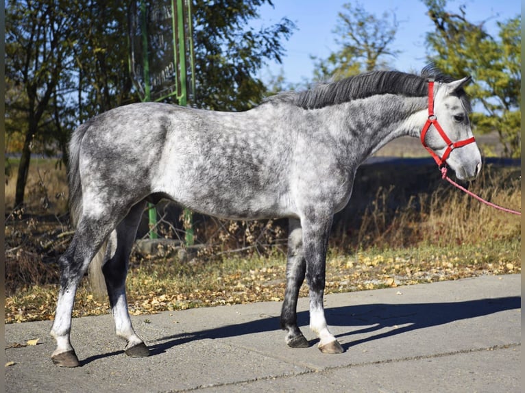 More ponies/small horses Gelding 5 years 14,1 hh Grey in Wien, Innere Stadt